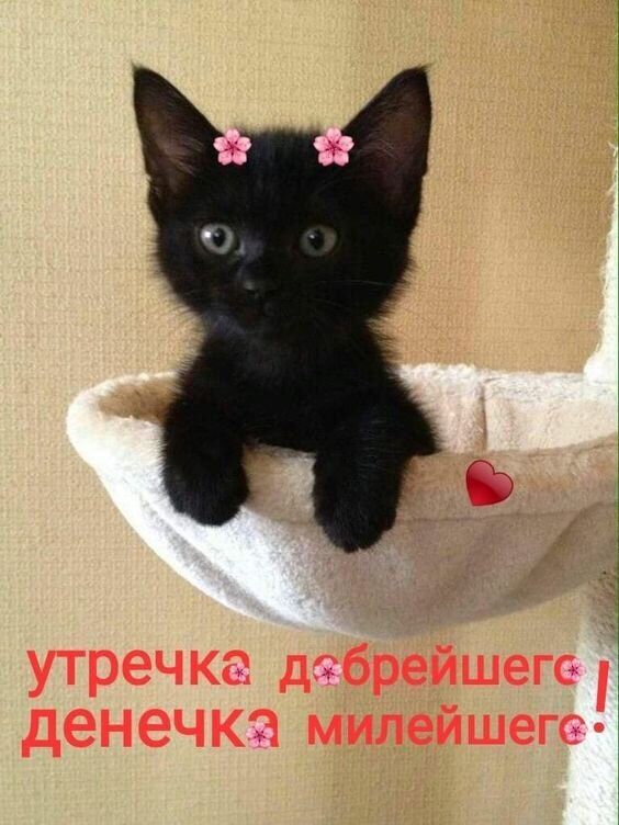 утречка дггбрейшеге денечка милейшегв Ё