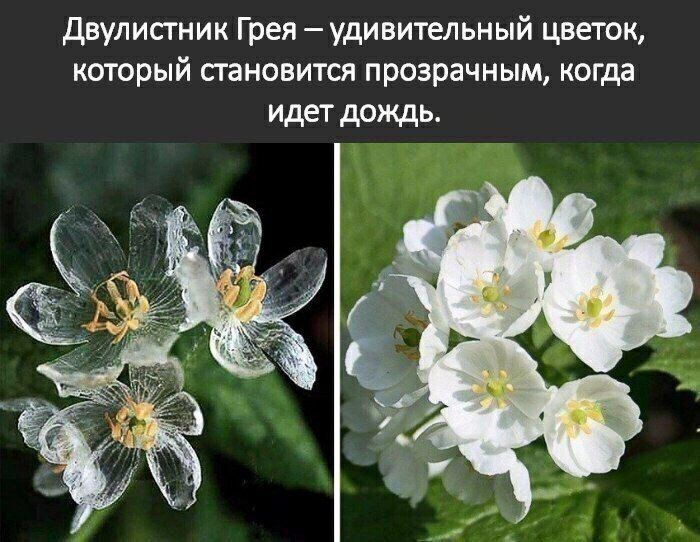 двулистник Грея удивительный цветок который становится прозрачным когда идет дождь