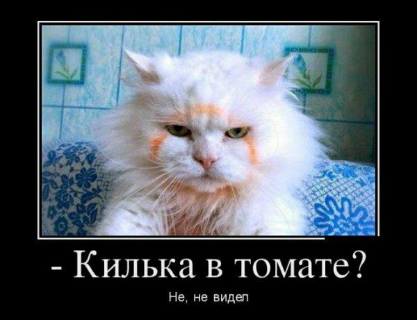 Килька в томате Не не видел