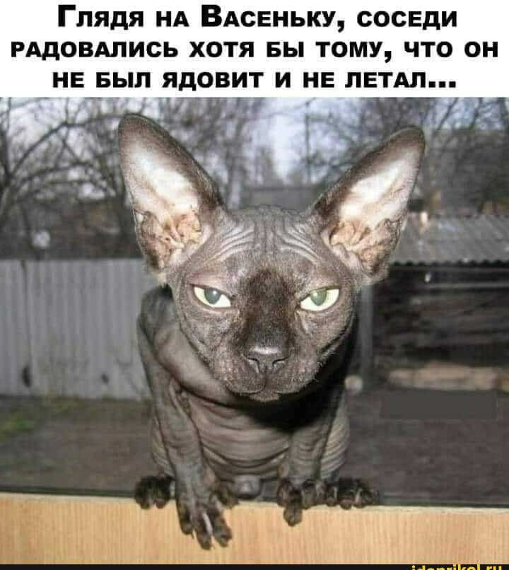 ГЛЯДЯ НА ВАСЕНЬКУ СОСЕДИ РАДОВАЛИСЬ ХОТЯ БЫ ТОМУ ЧТО ОН НЕ БЫЛ ЯДОВИТ И НЕ ЛЕТАП 55 чатетрчпн