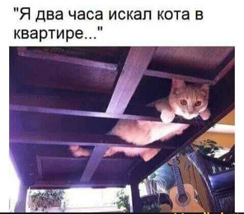 Я два часа искал кота в квартире
