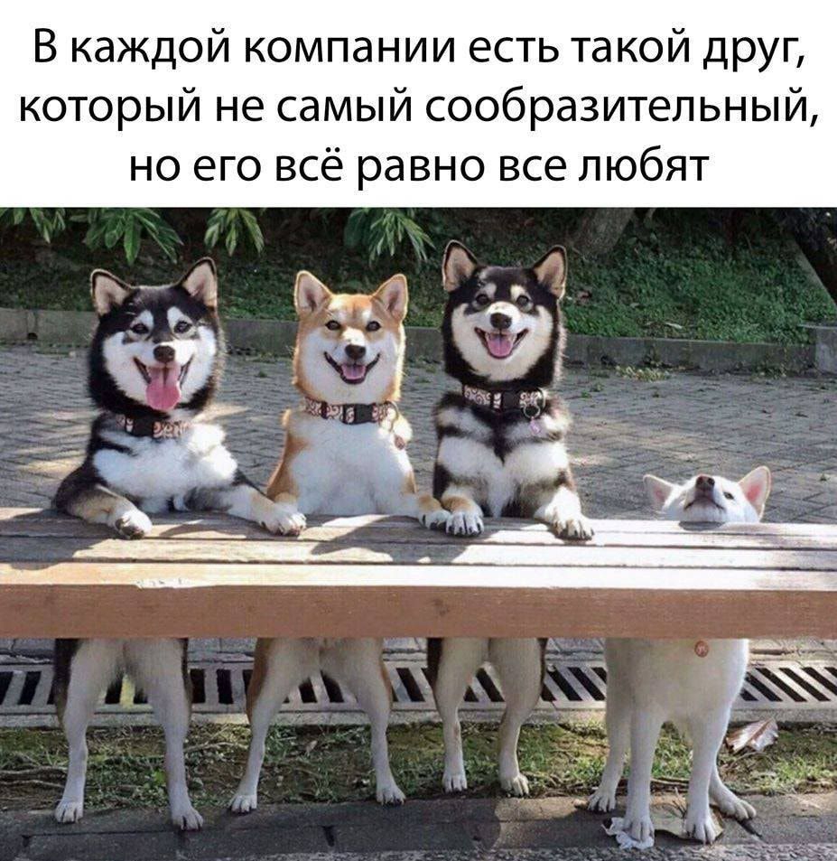 В каждой компании есть такой друг который не самый сообразительный но его всё равно все любят