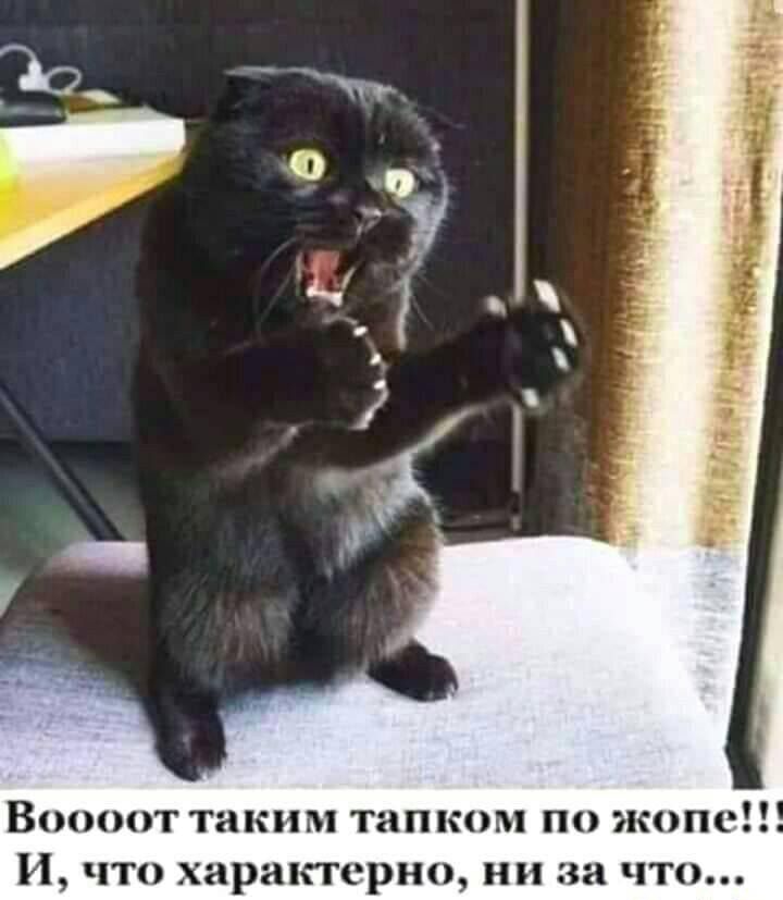 Воооот таким тапком по жопе И что характерно ни за что