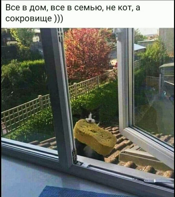 Все в дом все в семью не кот а сокровище 1 тц