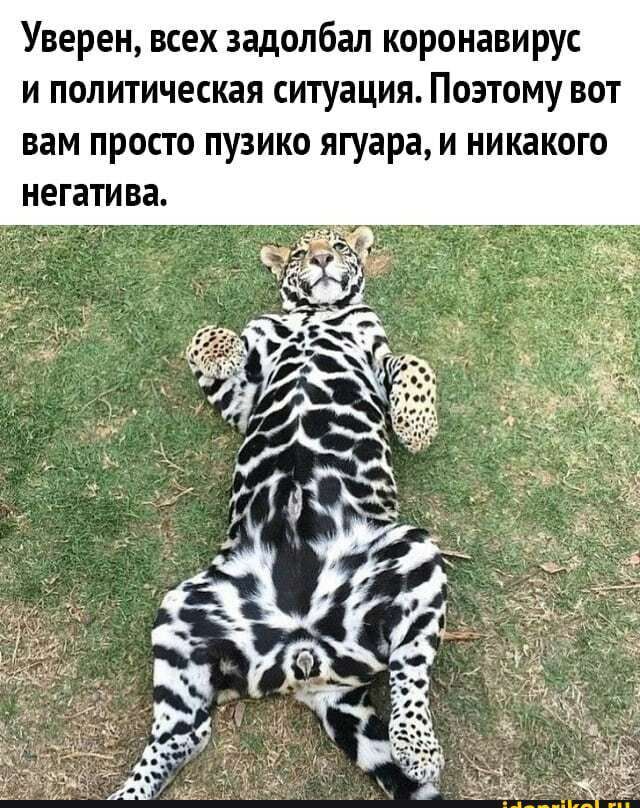 Уверен всех задолбал коронавирус и политическая ситуация Поэтому вот вам ПРОСТО ПУЗИКО ягуара И НИКЗКОГО НЕГЗТИВЗ
