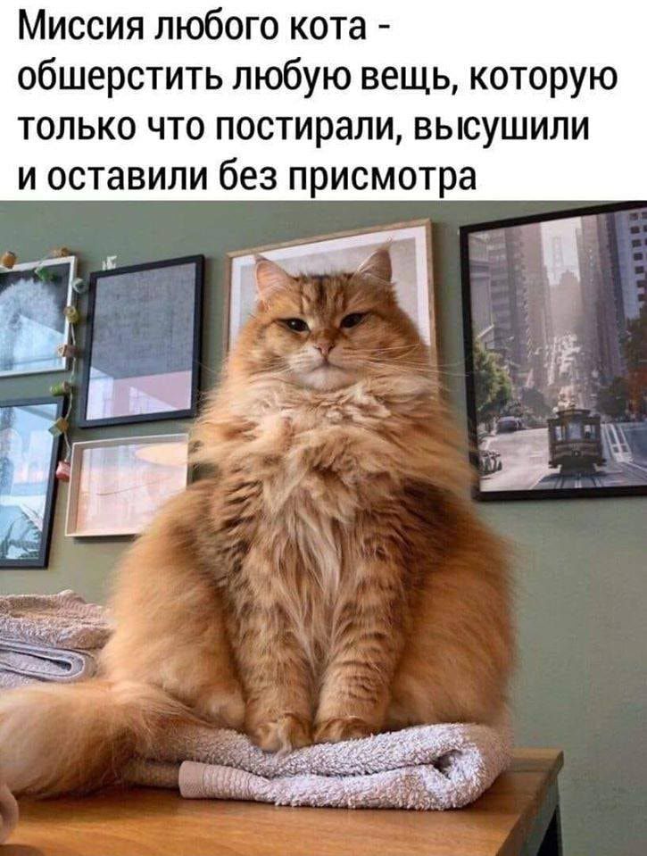 Миссия любого кота обшерстить любую вещь которую только что постирали высушили и оставили без присмотра т