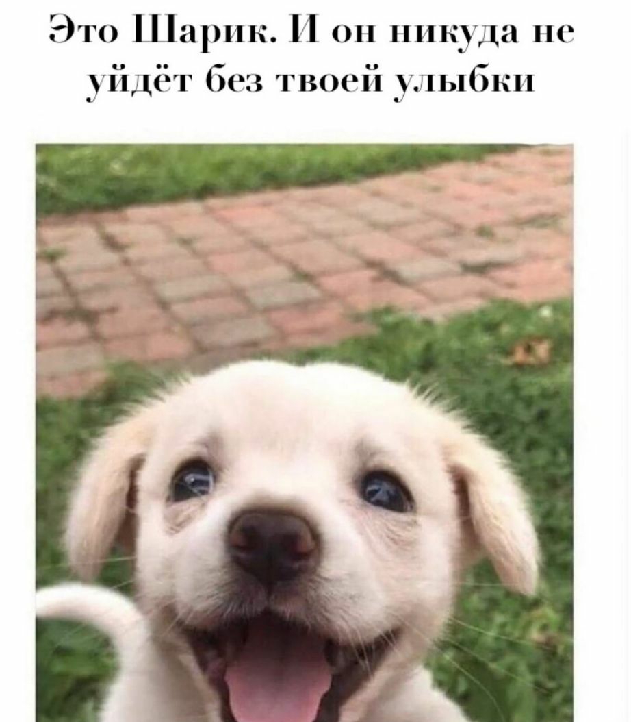 Это Царик И он шіікуда не уйдёт без твоей улыбки