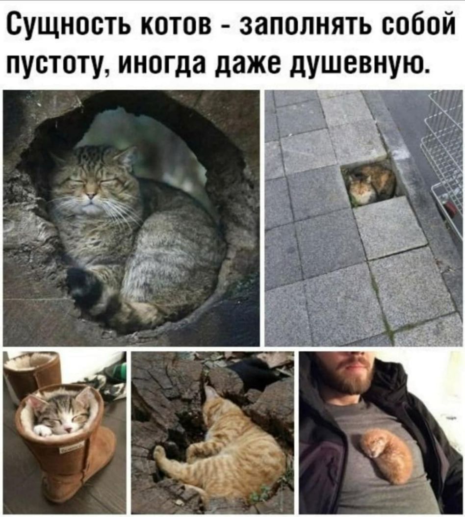 Сущность котов заполнять собой пустоту иногда даже душевную