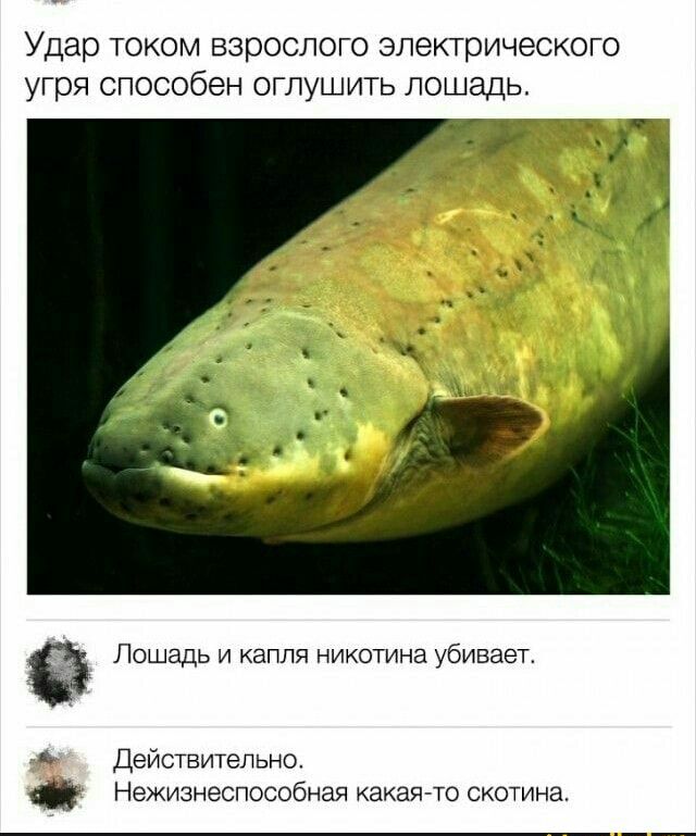 Удар током взрослого электрического угря способен оглушить лошадь Лошадь и капля никотина убивает Действительно Нежизнеспособная какая то скотина