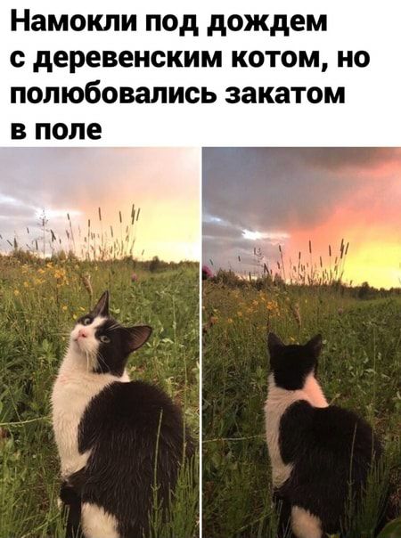 Намокли под дождем с деревенским котом но полюбовались закатом В поле