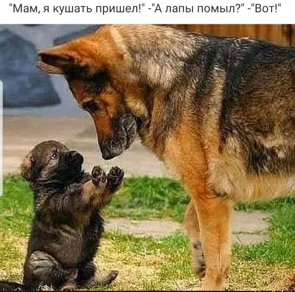 Мам я кушать пришел А лапы помыл Вот