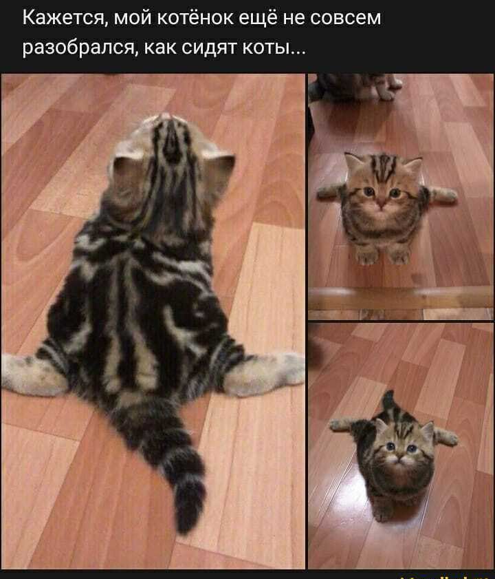 Кажется мой котёнок ещё не совсем разобрался как сидят коты