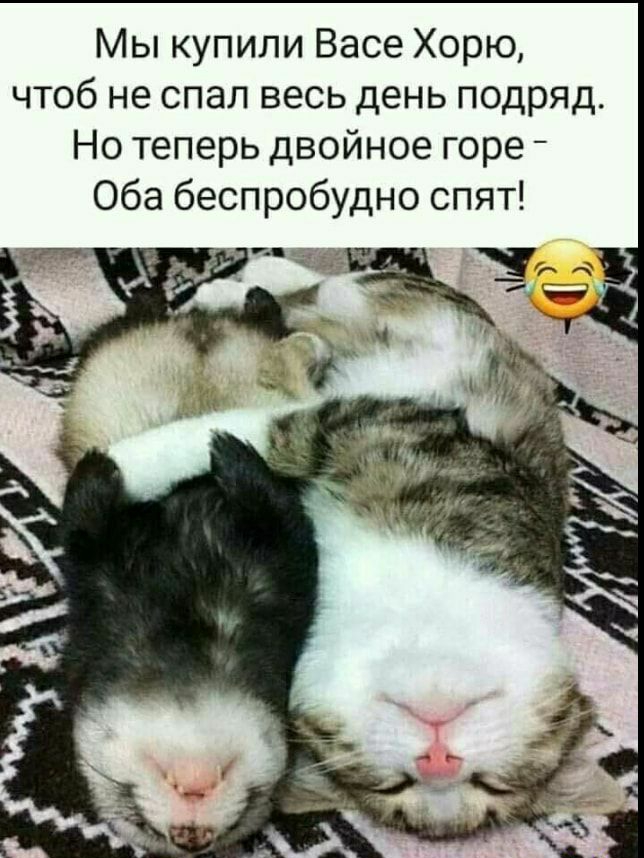 Мы купили Васе Хорю чтоб не спал весь день подряд Но теперь двойное горе _ Оба беспробудно спят