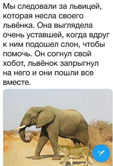 Мы следовали за львицей которая несла своего пьвёнка Она выглядела очень уставшей когда вдруг к ним подошел слон чтобы помочь Он согнул свой хобот львёнок запрыгнул на него и они пошли все вместе