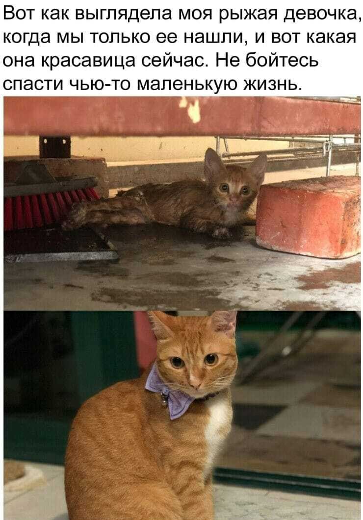 Вот как выглядела моя рыжая девочка когда мы только ее нашли и вот какая она красавица сейчас Не бойтесь спасти чью то маленькую жизнь