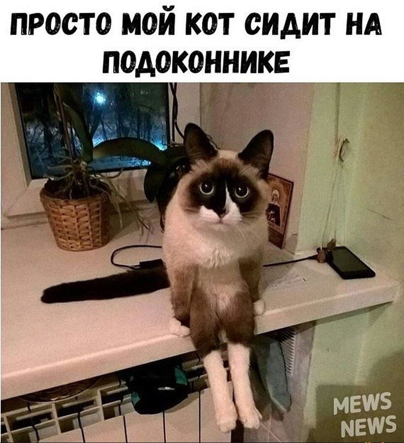 просто мой кот сидит НА ПОАОКОННИКЕ