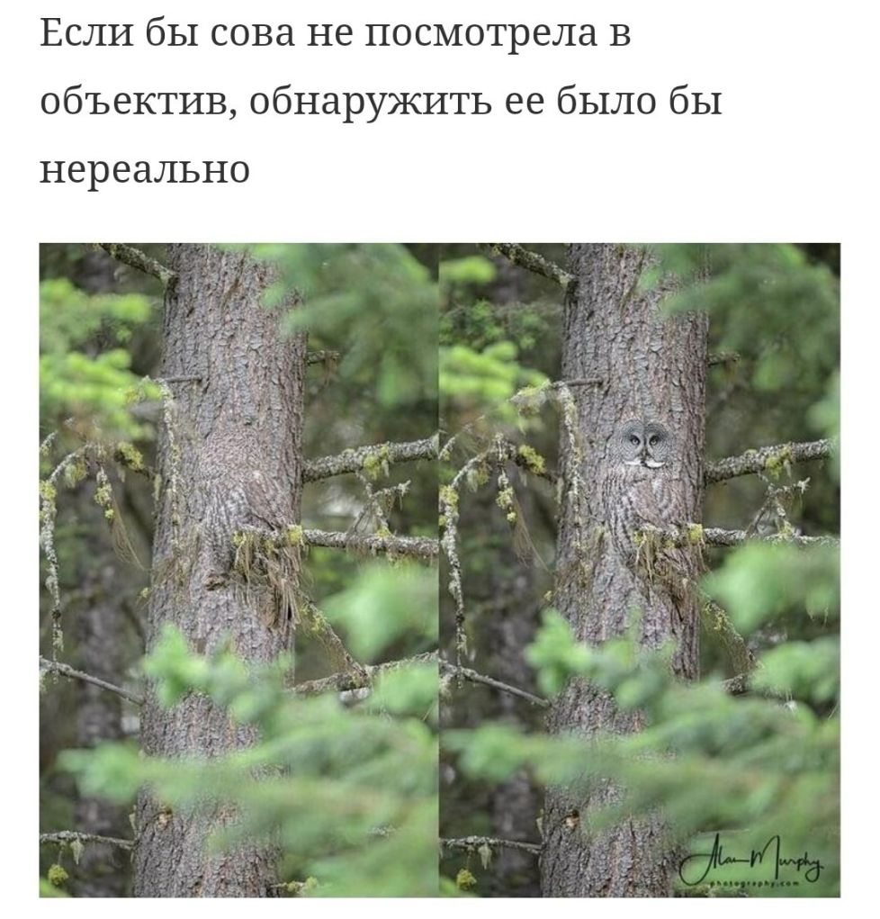 ЕСЛИ бЫ СОВЭ не ПОСМОТРЕЛЗ В объектив обнаружить ее было бы нереально