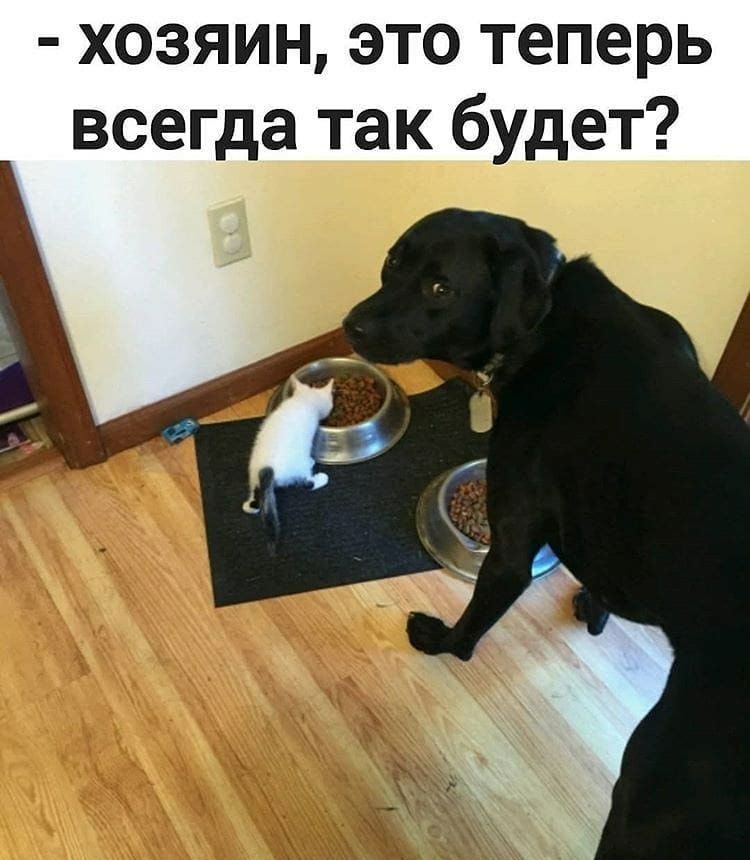хозяин это теперь всегда так фудет