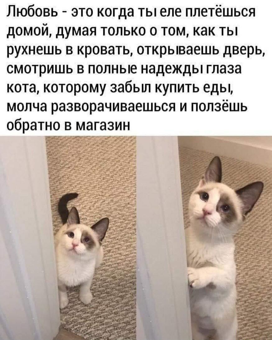 Любовь это когда ты еле плетёшься домой думая только о том как ты рухнешь в кровать открываешь дверь смотришь в полные надежды глаза кота которому забьш купить еды молча разворачиваешься и ползёшь обратно В магазин ЕЁ