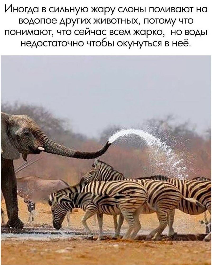 Иногда в СИАьную жару САОНЫ ПОАИВОЮТ на водопое других животных потому что понимают что сейчас всем жарко но воды недостаточно чтобы окунуться в неё