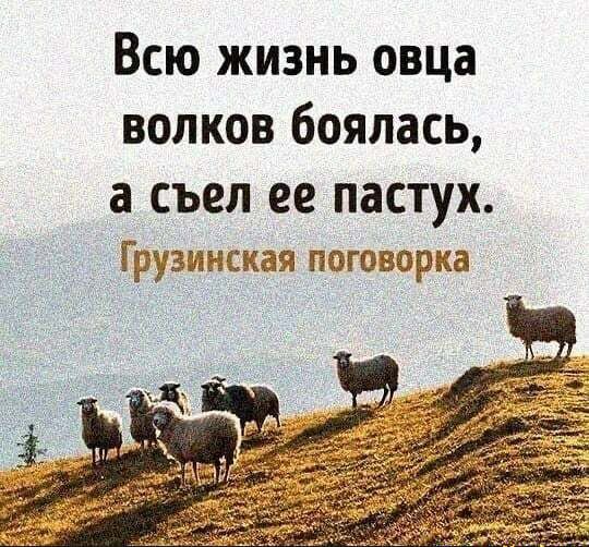 Всю жизнь овца волков боялась а СЪЕЛ ее ПЗСТУХ _ Грузинскаы пыщварка