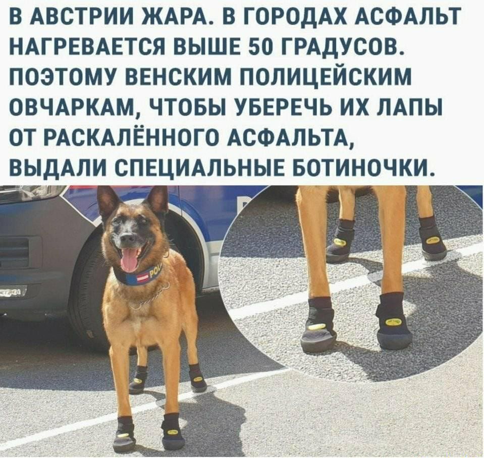 В АВСТРИИ ЖАРА В ГОРОДАХ АСФАЛЬТ НАГРЕВАЕТСЯ ВЫШЕ 50 ГРАДУСОВ ПОЭТОМУ ВЕНСКИМ ПОЛИЦЕЙСКИМ ОВЧАРКАМ ЧТОБЫ УБЕРЕЧЬ ИХ ЛАПЫ ОТ РАСКАЛЁННОГО АСФАЛЬТА ВЫДАЛИ СПЕЦИАЛЬНЫЕ БОТИНОЧКИ