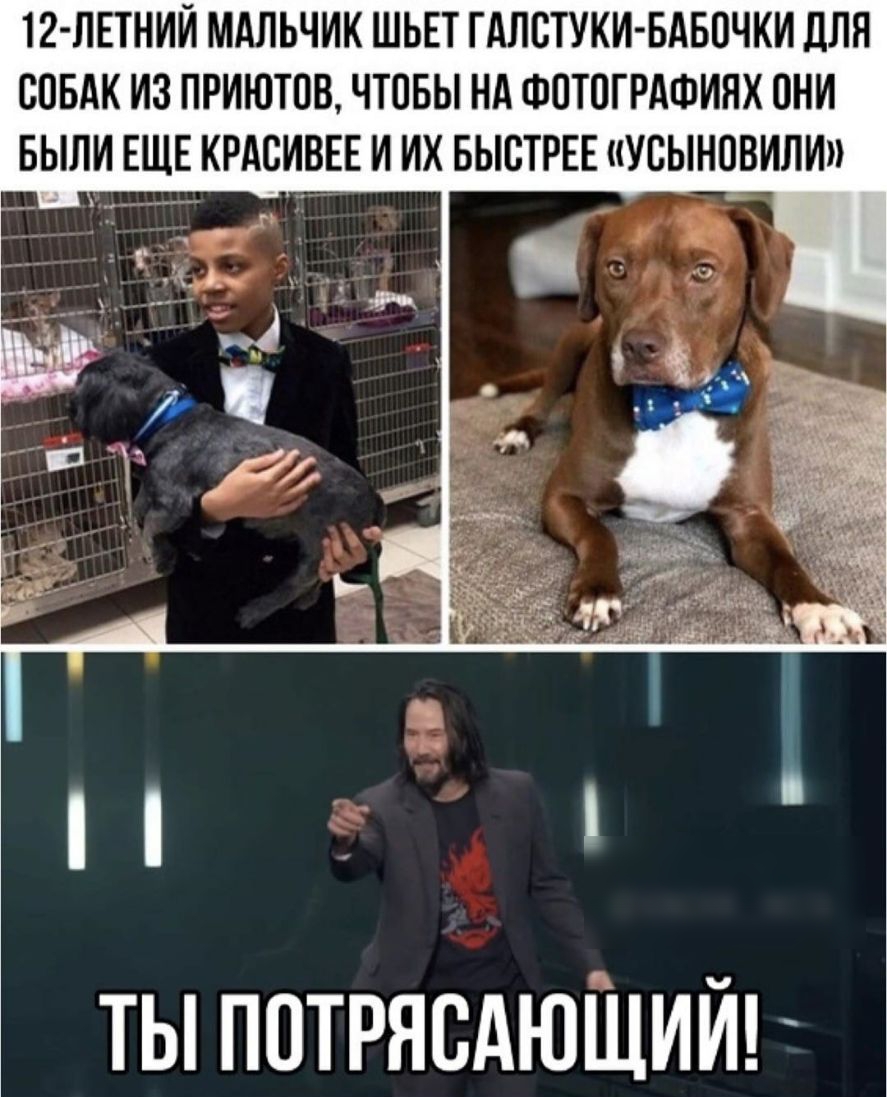12 ЛЕТНИИ МАЛЬЧИК ШЬЕТ ГАПСТУКИ БАБПЧКИ ДЛЯ СОБАК ИЗ ПРИЮТПВ ЧТОБЫ НА ФПТПГРАФИНХ ОНИ БЫЛИ ЕЩЕ КРАСИВЕЕ И ИХ БЫСТРЕЕ УВЫНПВИЛИ ты потрясдюЩий