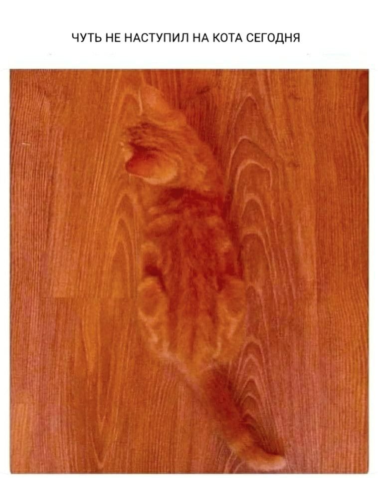 ЧУТЬ НЕ НАСТ ПИП НА КОТА СЕГОДНЯ
