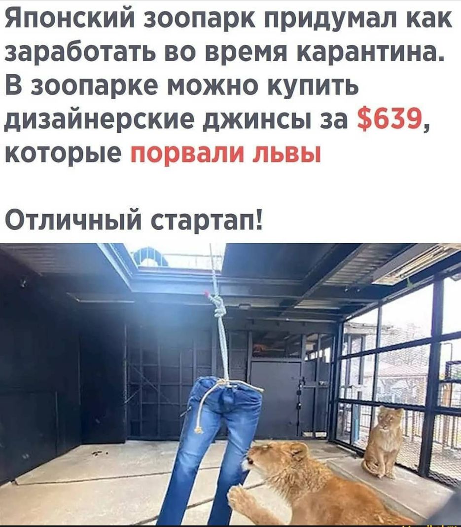 Японский зоопарк придумал как заработать во время карантина В зоопарке можно купить дизайнерские джинсы за которые Отличный стартап
