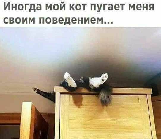 Иногда мой кот пугает меня своим поведением