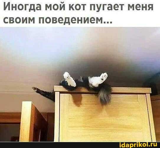Иногда мой кот пугает меня своим поведением