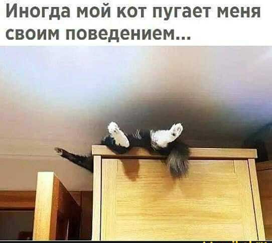 Иногда мой кот пугает меня своим поведением