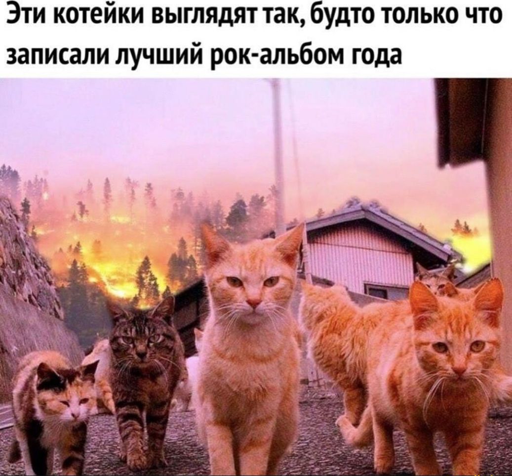 Эти котейки выглядят так будто только что записали лучший рок альбом года
