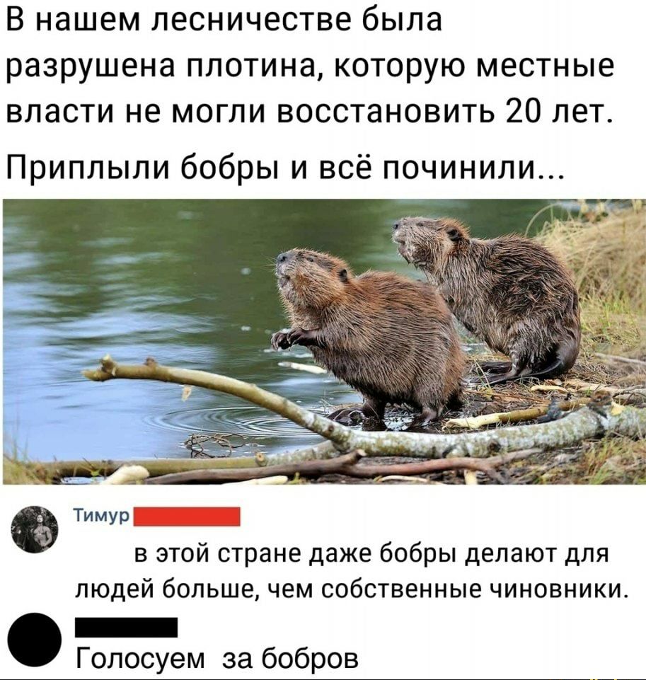 В нашем лесничестве была разрушена плотина которую местные власти не могли восстановить 20 лет Приплыли бобры и всё починили Тимур в этой стране даже бобры делают для людей большечем собственные чиновники _ Голосуем за бобров