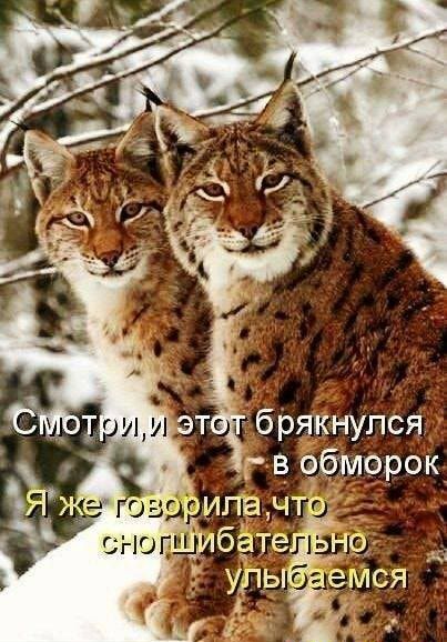 г в бморок г в ИПЁНТ