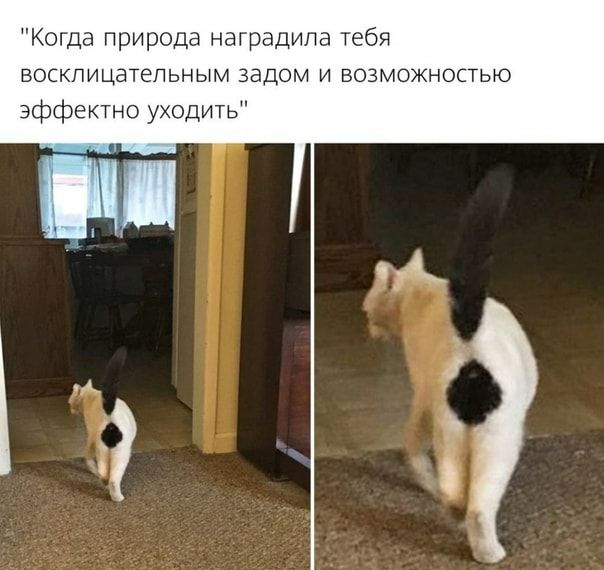 Когда природа наградила тебя восклицательным задом и возможностью эффектно уходить