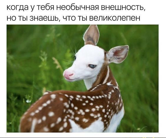 когда у тебя необычная внешность но ты знаешь что ты великолепен