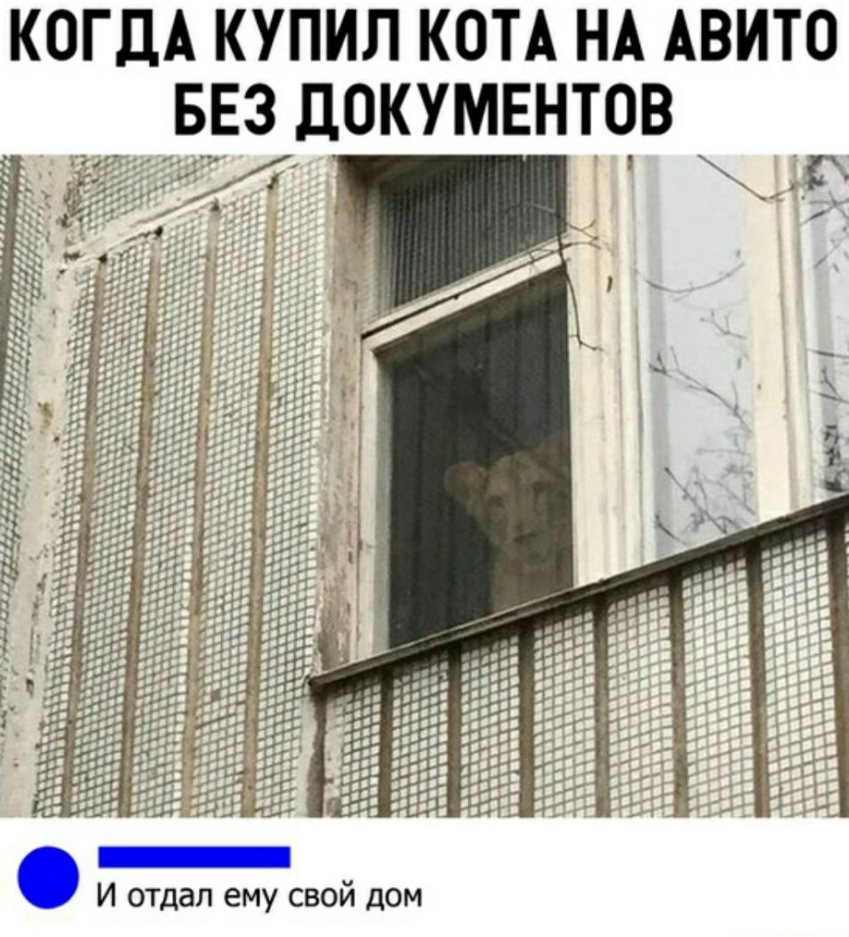 КОГДА КУПИЛ КОТА НА АВИТО О_ЕЗ ДОКУМЕНТОВ И отдал ему свой дом