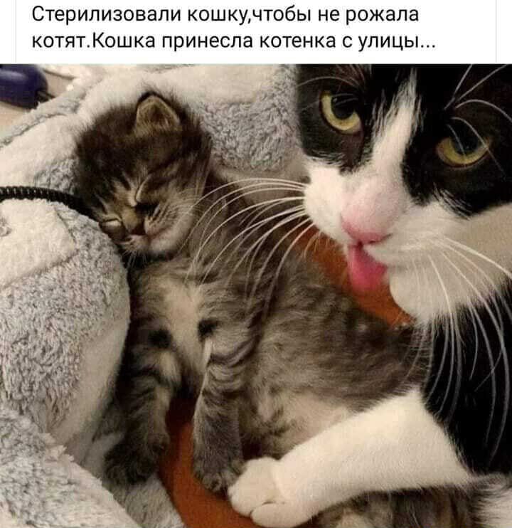 Стерилизовапи кошкучтобы не рожала котятКошка принесла котенка с улицы