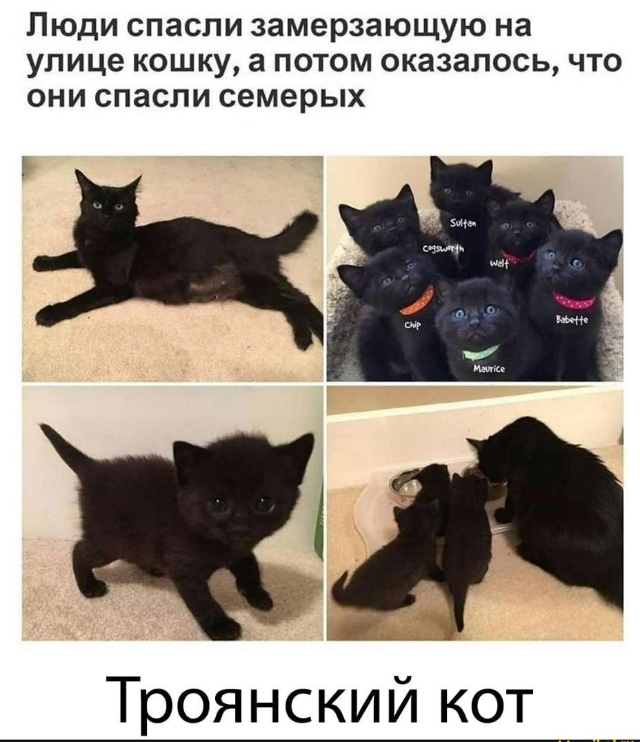 ЛЮДИ СПЗСПИ замерзающую на улице КОШКУ а ПОТОМ ОКЗЗЗЛОСЬ ЧТО ОНИ СПЗСЛИ семерых Троянский кот