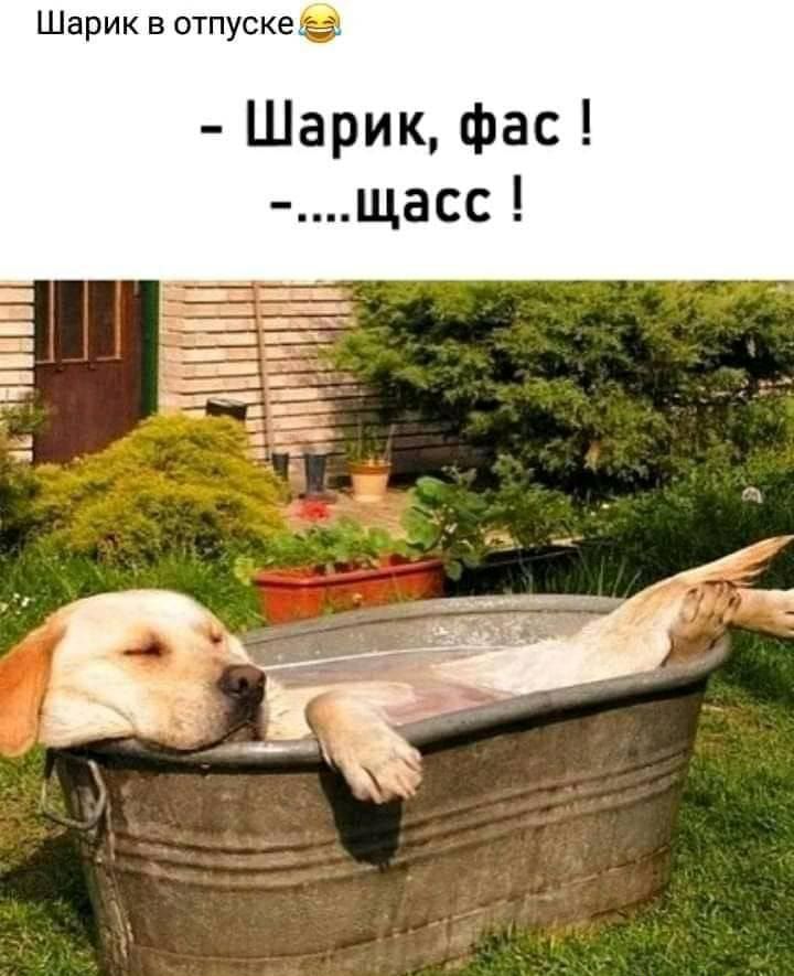 Шарик в отпускее Шарик фас щасс