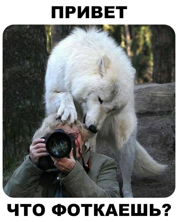 ПРИВЕТ что Фоткдвшы