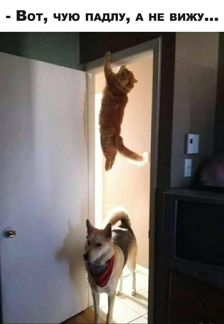 Вот чую пддпу А НЕ вижу