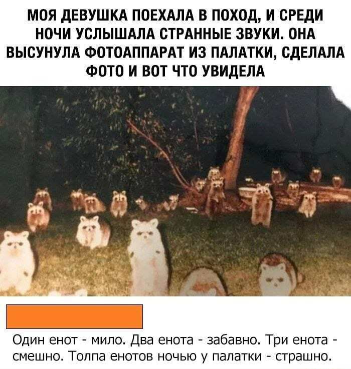 МОЯ дЕВУШКА ПОЕХАЛА В ПОХОД И СРЕДИ НОЧИ УОЛЫШАЛА СТРАННЫЕ ЗВУКИ ОНА ВЫОУНУЛА ФОТОАППАРАТ ИЗ ПАЛАТКИ СДЕЛАЛА ФОТО И ВОТ ЧТО УВИДЕЛА Один енот мило Два енота забавно Три енота смешно Толпа енотов ночью у палатки страшно