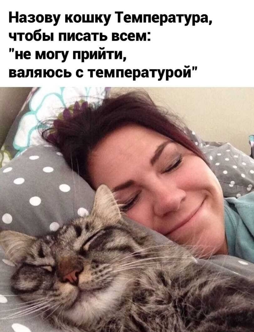 Назову кошку Температура чтобы писать всем не могу прийти валяюсь с температурой
