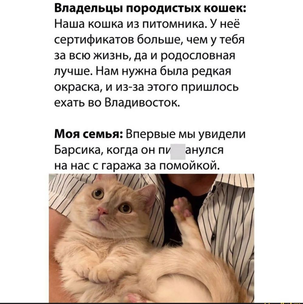 Владельцы породистых кошек Наша кошка из питомника У неё сертификатов больше чем у тебя за всю жизнь да и родословная лучше Нам нужна была редкая окраска и из за этого пришлось ехать во Владивосток Моя семья Впервые мы увидели Барсика когда он пу анулся на нас с гаража за помойкой