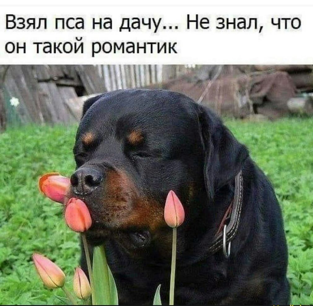 Взял пса на дачу Не знал что он такой романтик