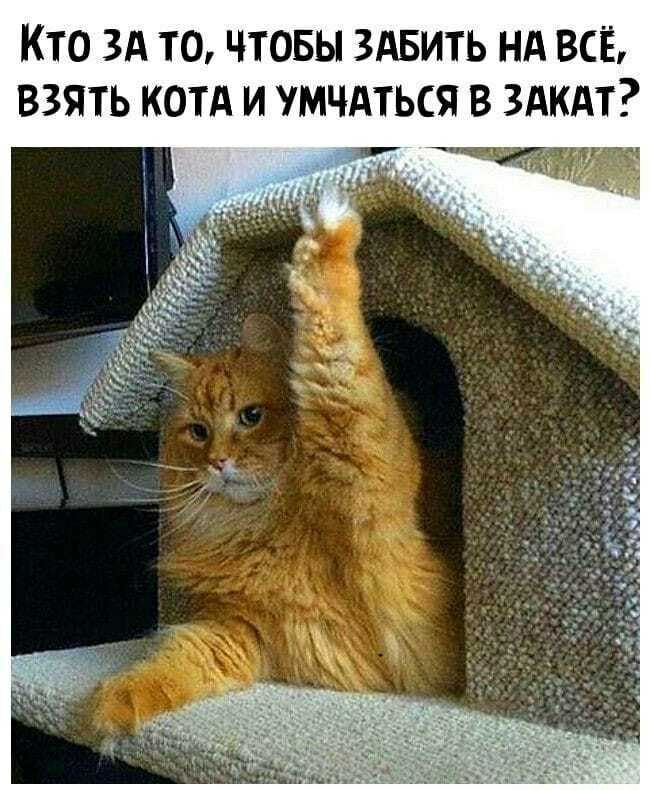 КТО ЗА ТО ЧТОБЫ ЗАБИТЬ НА ВСЁ ВЗЯТЬ КОТА И МЧАТЬСЯ В ЗАКАТ _ и