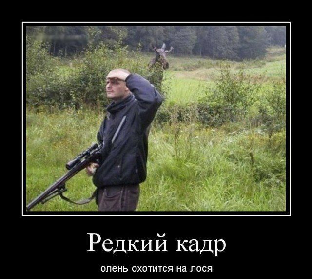 Редкий кадр олень ОХОТИТСЯ на ПОСЯ