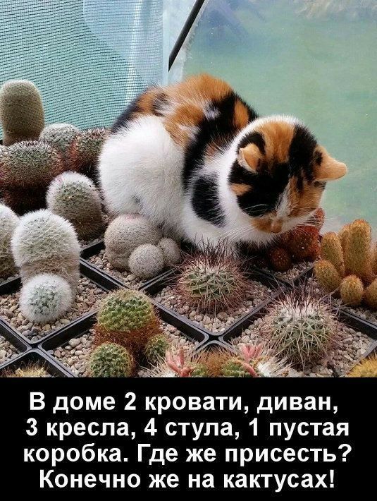 В доме 2 кровати диван 3 кресла 4 стула 1 пустая коробка Где же присесть Конечно же на кактусах